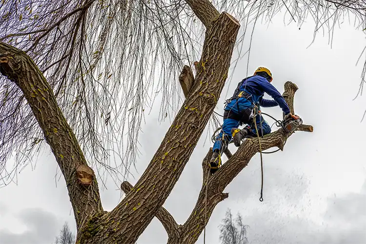 Expert Tree Service