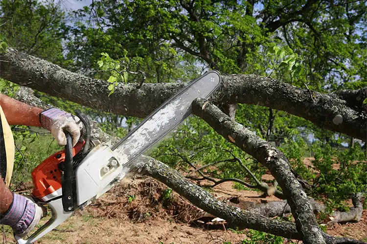 Affordable Tree Service
