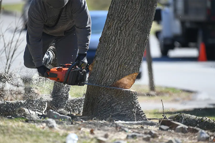 Expert Tree Service