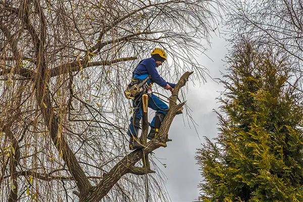 Tree Cutting