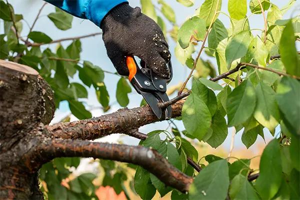 Tree Pruning